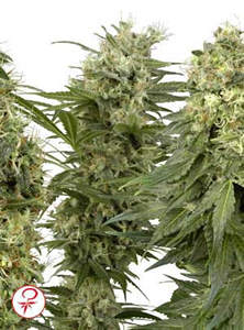 Sativa mix feminized