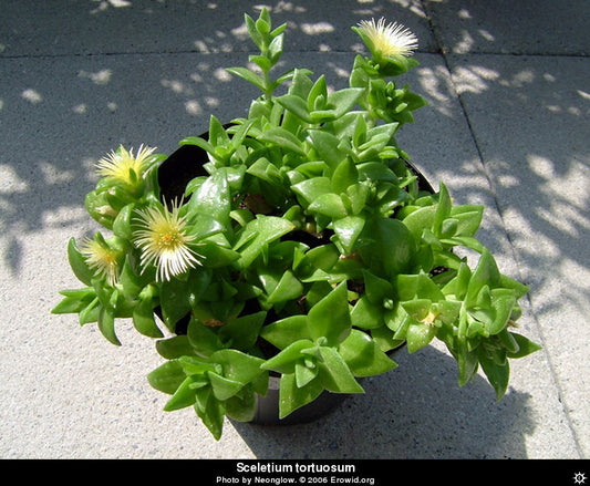 kanna sceletium tortuosum 20X extract
