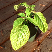 Salvia divinorum live plant