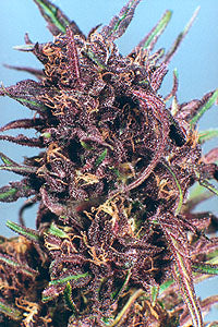 Dutch passion Purple #1