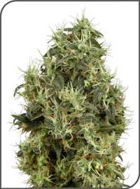 Blueberry Feminized