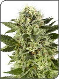 Northern Light Feminized