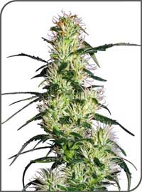 Purple Haze Feminized