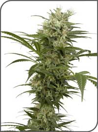 Sativa mix feminized