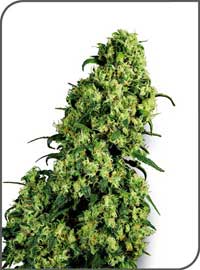 Skunk1 Feminized