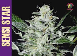 Sensi Star feminized