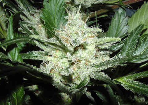 Sensi Star
