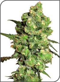 Super Skunk Feminized