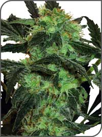 White Ice Feminized