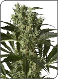 Xhaze feminized