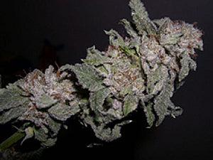 Sex Pistol marijuana seeds