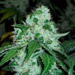 Silverstar Haze seeds