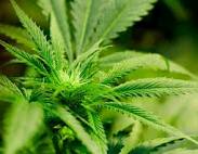 Shadow boxer marijuana seeds