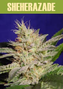 Sheherazade feminized