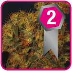 Shinning silver haze seeds