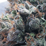Silverback gorilla seeds
