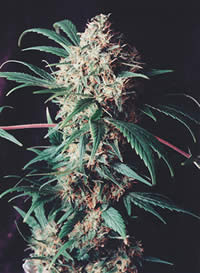 Sirus Skunk feminized