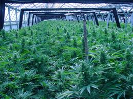 Sisters kiss marijuana seed