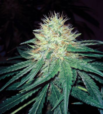 Six shooter marijuana seeds