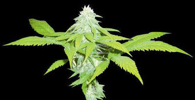 Skunk 47 marijuana seeds