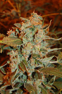dready skunk feminized seeds