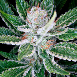 sleestack feminised marijuana seeds