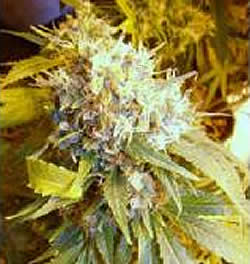Slick Rick cannabis seeds