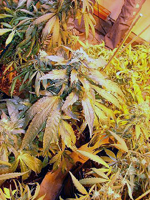 Smart Alex marijuana seeds female