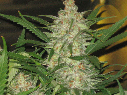 snakebite marijuana seeds