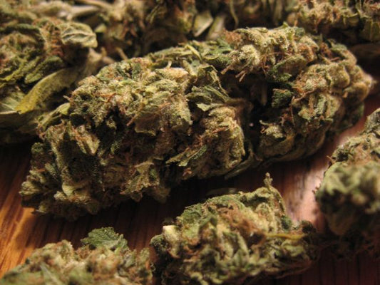 Snowdawg II marijauna seed