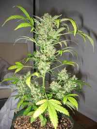 Snowryder autoflowering
