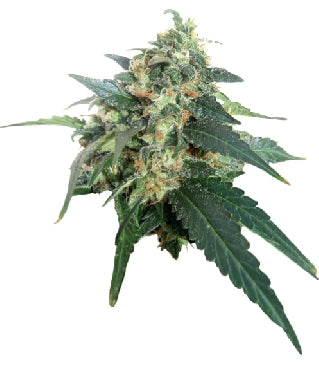 Snowstorm 2 marijuana seeds