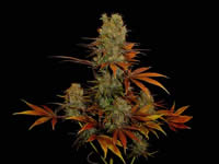 somango feminized
