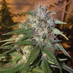 sour cream feminized seeds