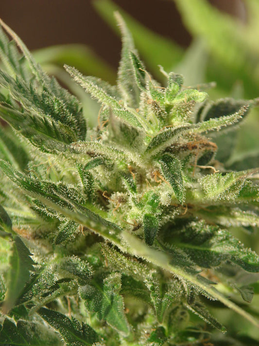 Sour Diesel Haze marijuana seeds