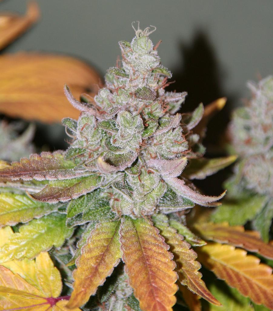 Sour Dubble marijuana seeds