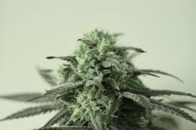 Sour Aliens seeds
