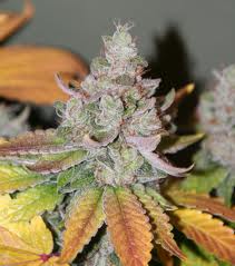 Sour Diesel cannabis seeds