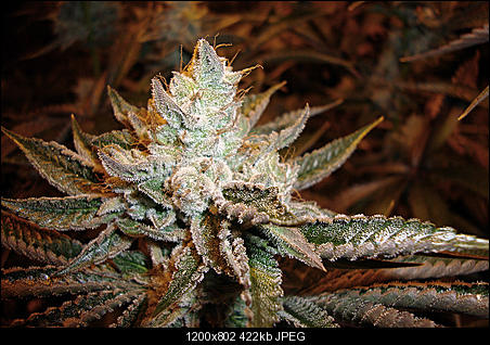 Hortilab sour power seeds