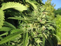 sour tsunami marijuana seed