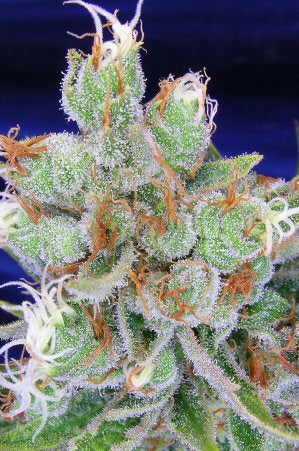 Space Jill marijuana