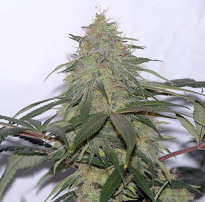 Spice of Life Donk seeds