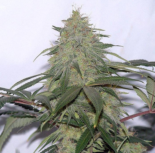 Spice of Life Donk seeds