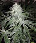 Green Giant x Ak-47 feminized