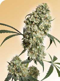 Ed Rosenthal Super Bud