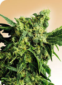 Mr Nice G13 x Hash Plant