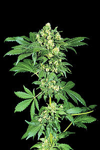 Afghan #1