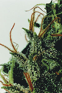 Indica de Californie