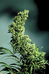Hawaiian Indica
