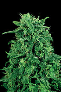 Mape Leaf Indica